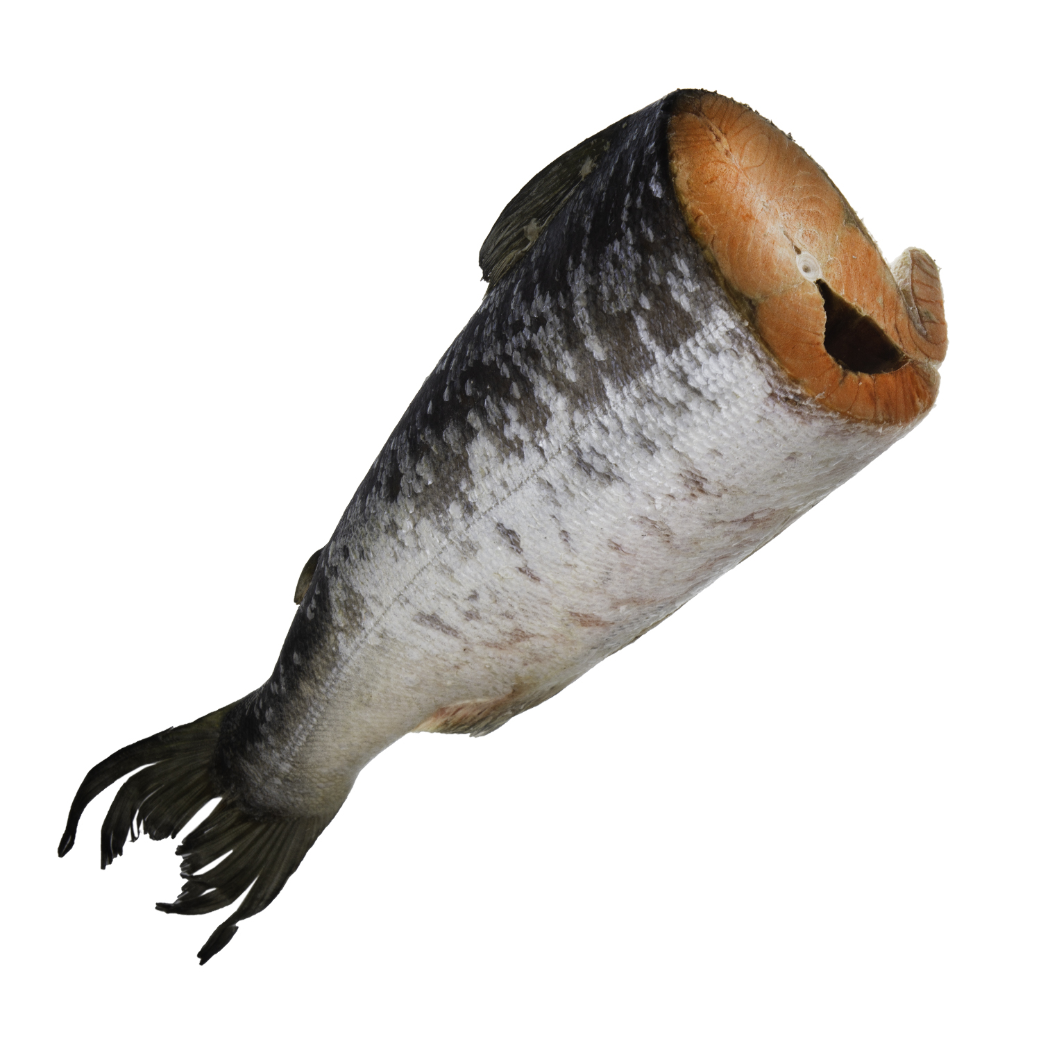 fish for site 3_0001_Layer 11