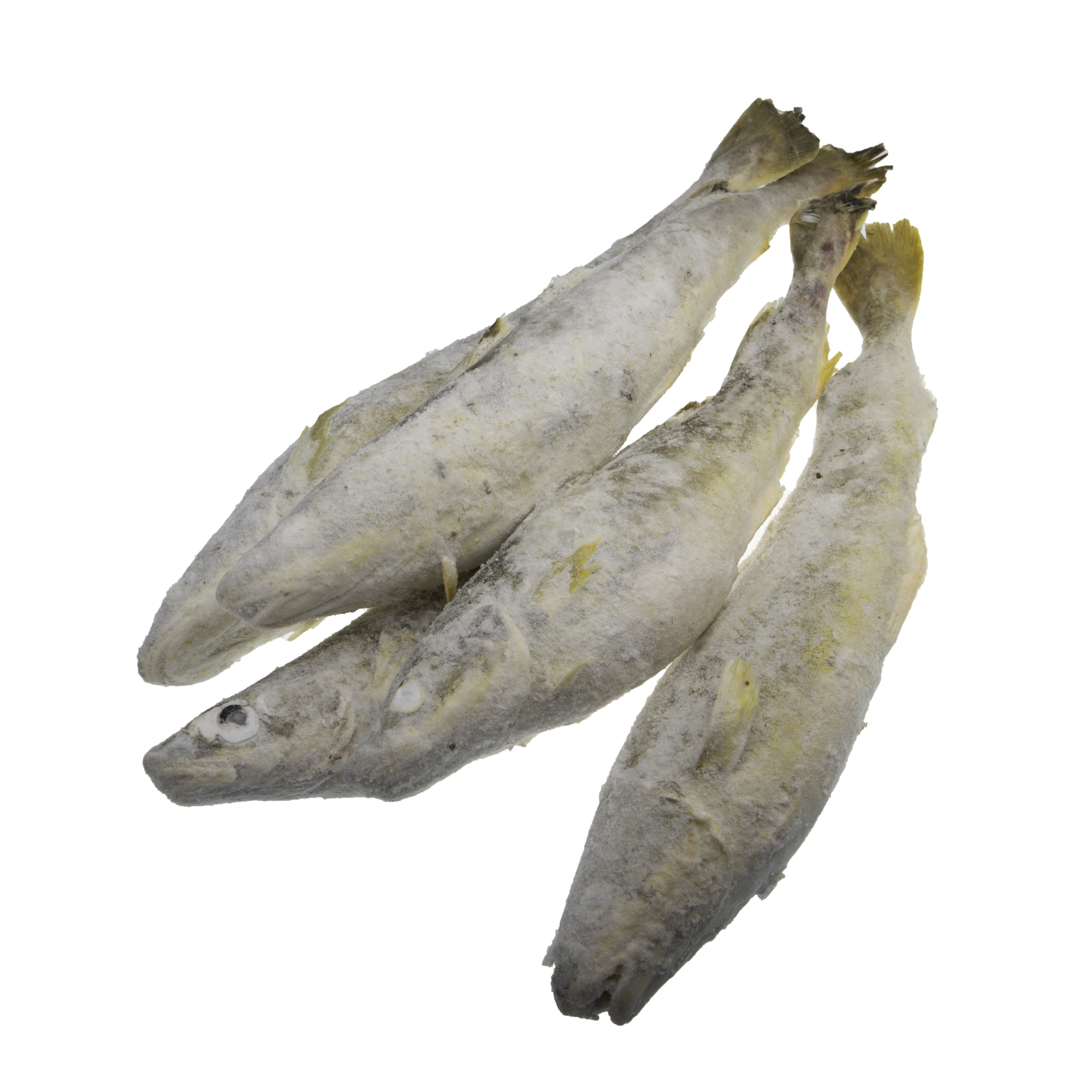 fish for site 3_0002_Layer 10