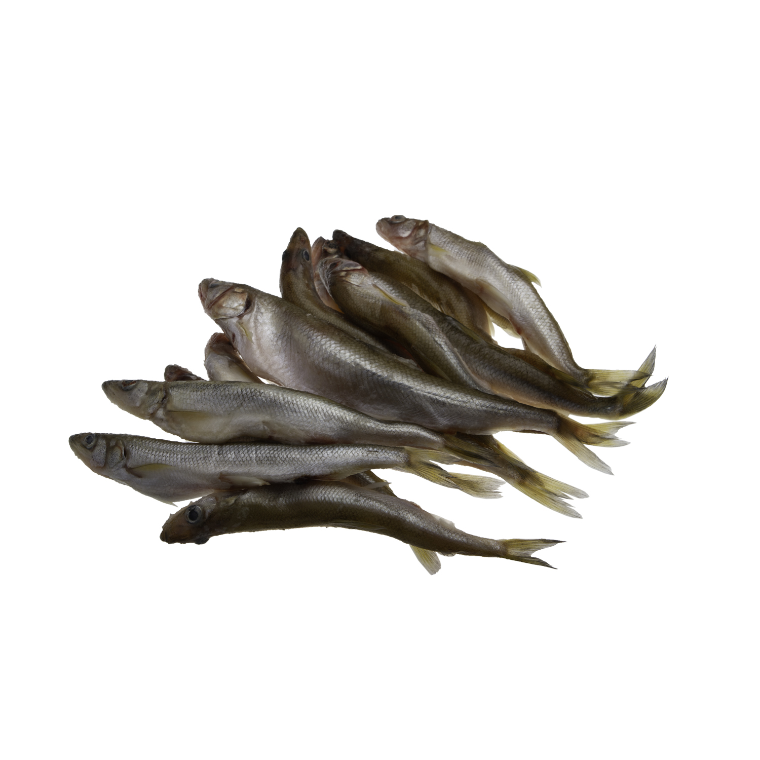 fish for site 3_0003_Layer 9